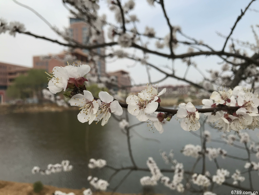 山東力明科技職業(yè)學院